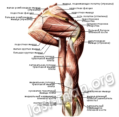 мышцы плечевого сустава